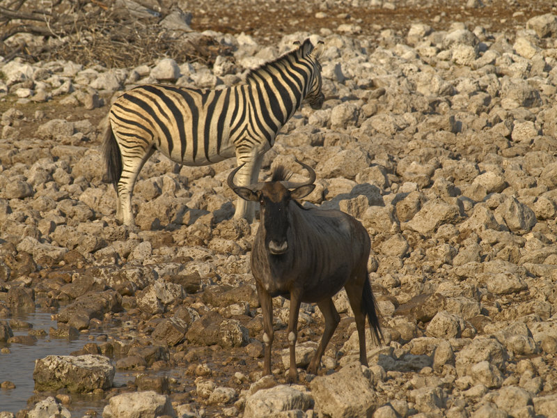 Okaukuejo, Zebra, Gnu
